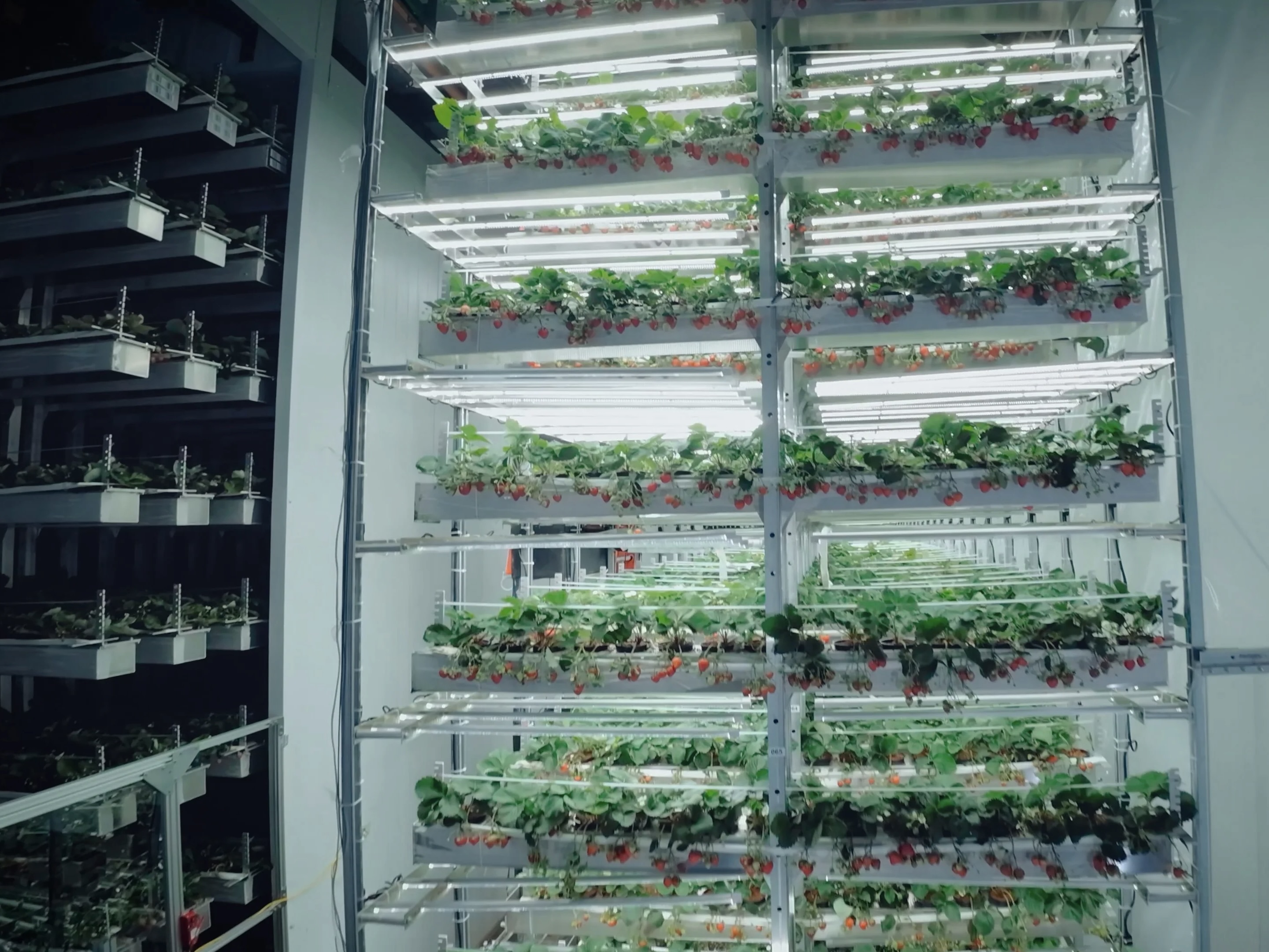 Shelves of strawberries growing at Amatelas. 