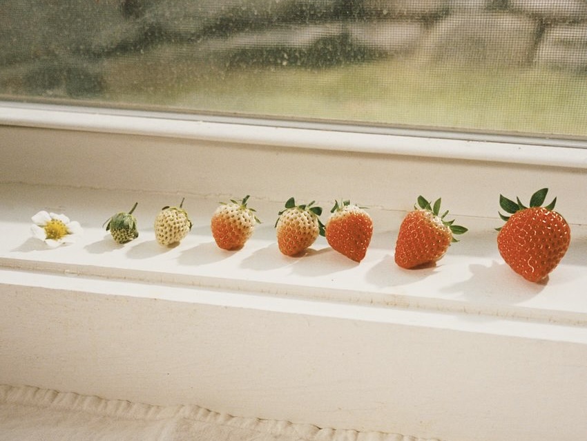  Strawberries on a windowsill, from flower to fruit. 