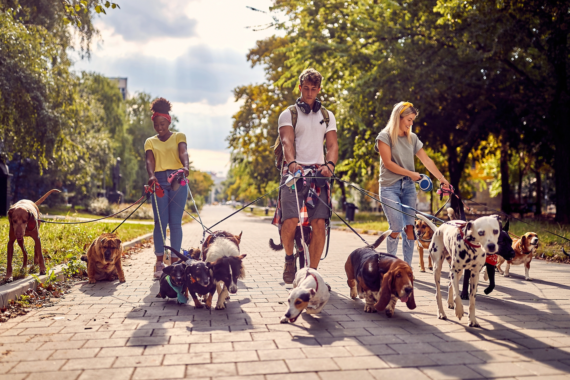 A group of dog walkers are pictured.