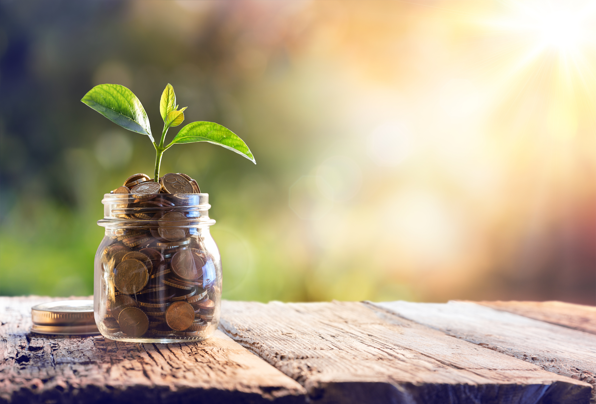 A seedling sprouts from a jar full of coins.