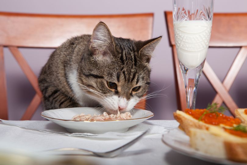 Catering To Cats (And Their Owners) With Customized Pet Food Plans